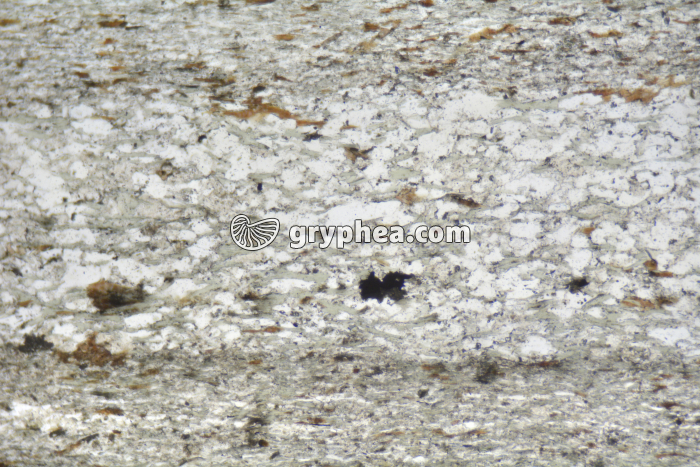 Schiste sédimentaire LPNA x25 - gryphea.org